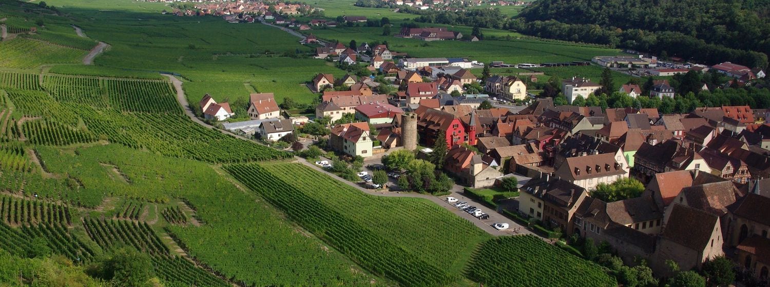 The Schlossberg vineyard above Kaysersberg, with Kientzheim and the Alsace plain beyond