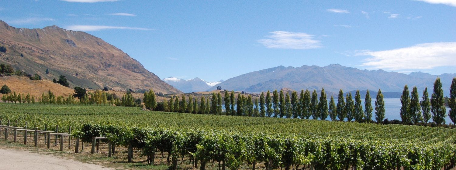 Rippon Vineyard on the shore of Lake Wānaka, with poplars and the Southern Alps behind