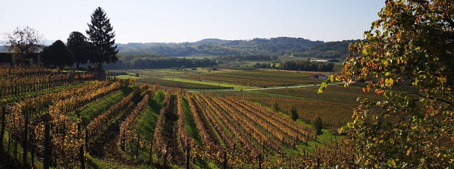 Autumn hillside vineyards in the Collio near Oslavia, Friuli