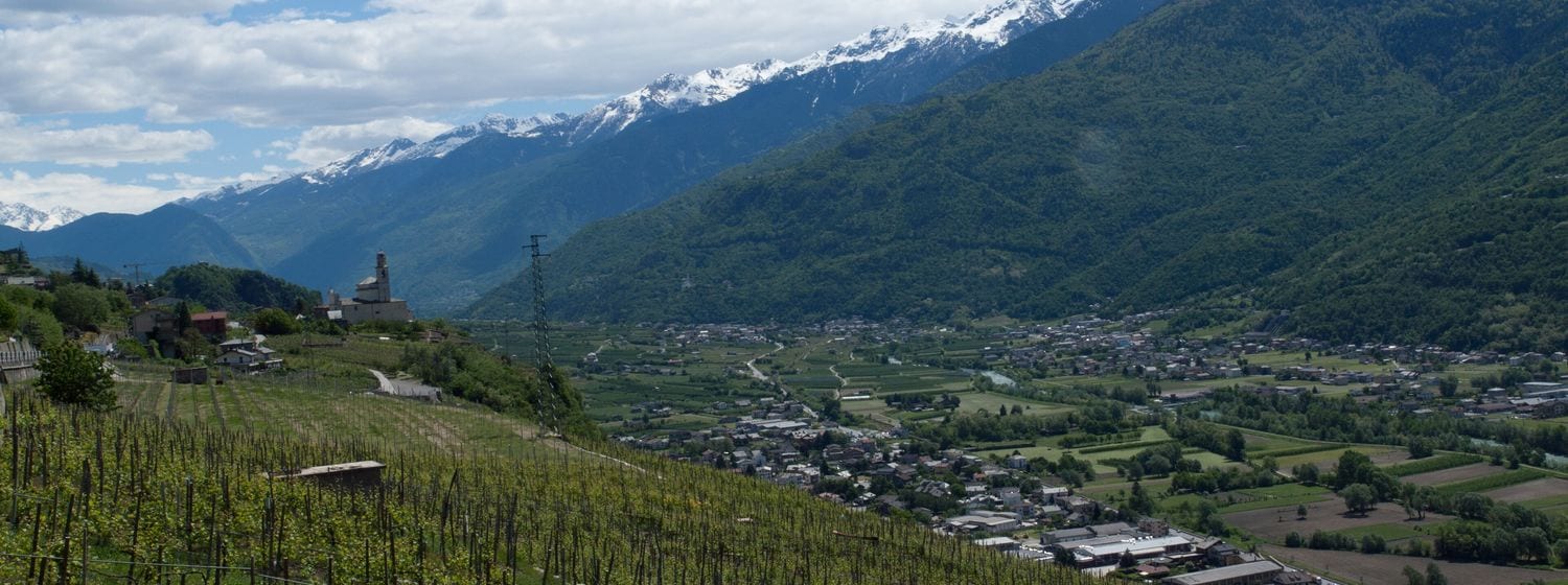 Steep spring vineyards in Lombardy's Valtellina, looking down the Adda valley to snow-capped Alpine peaks