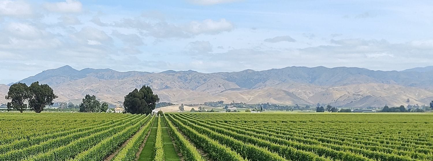 Long rows of Sauvignon Blanc vines across the flat Wairau Valley floor toward the dry hills of Marlborough, New Zealand
