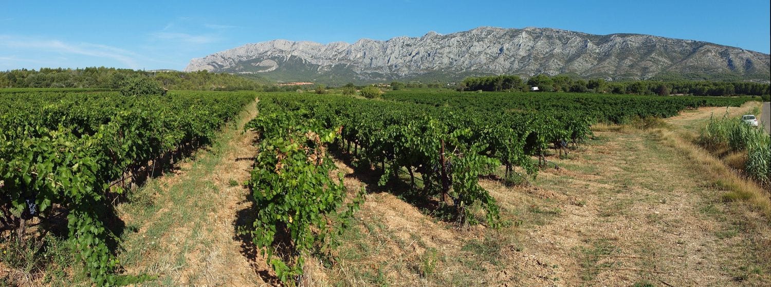 Vineyards near Puyloubier at the foot of the Montagne Sainte-Victoire, Provence