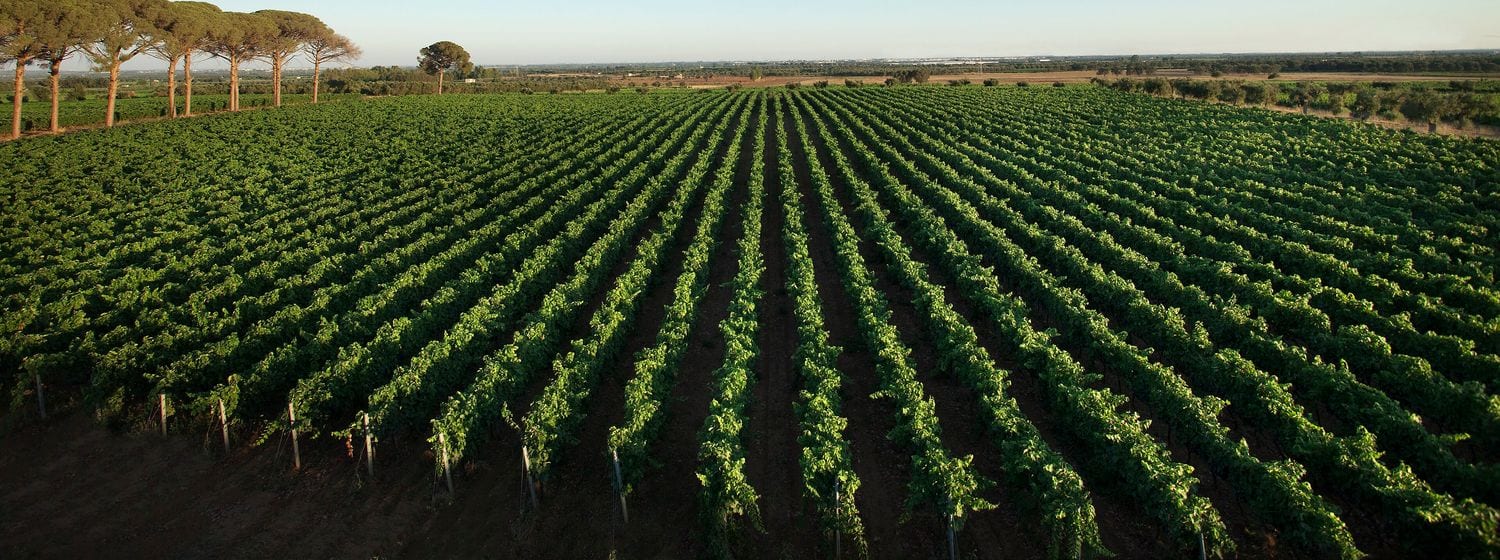 A vast flat vineyard in the heart of the Salento, Puglia, edged by umbrella pines in warm evening light