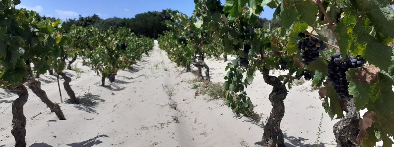 Old Carignano bush vines growing in white sand near the sea on Sant'Antioco island, Sardinia