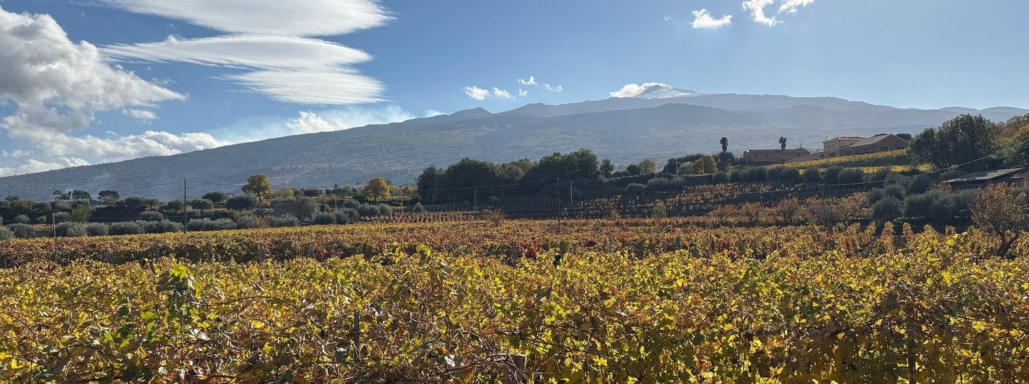 Autumn-coloured vineyards on the slopes of Mount Etna, Sicily, with the snow-dusted volcano behind