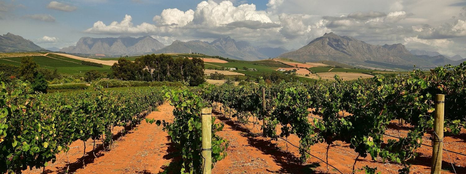 Vine rows on red soil in Stellenbosch with the Simonsberg and Cape Winelands mountains under big clouds