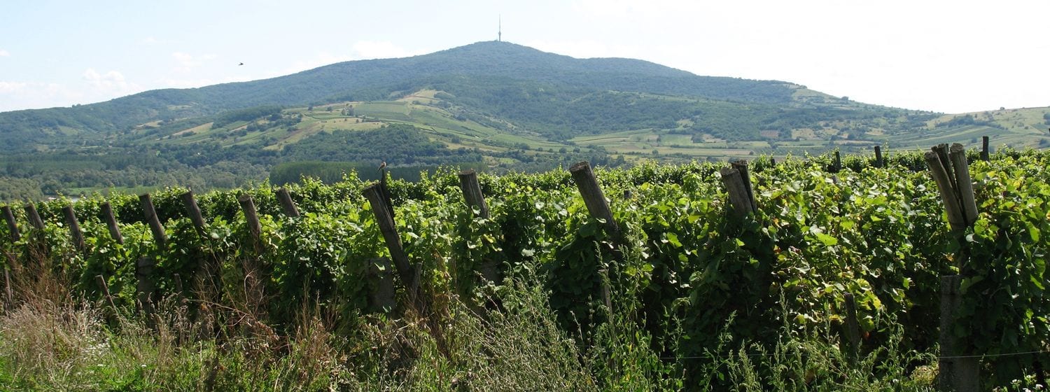 The Tokaj hill (Kopasz-hegy) rising above vineyards, seen from Bodrogkeresztúr