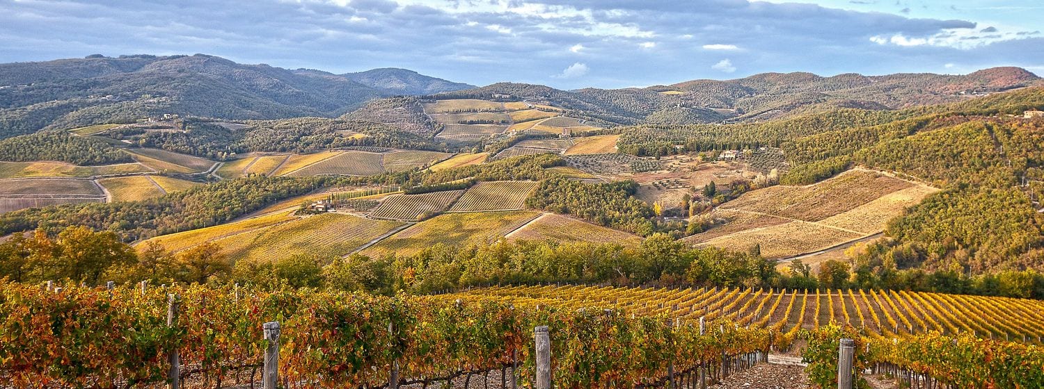 Autumn Sangiovese vineyards rolling across the wooded hills of Chianti Classico near Radda in Chianti, Tuscany