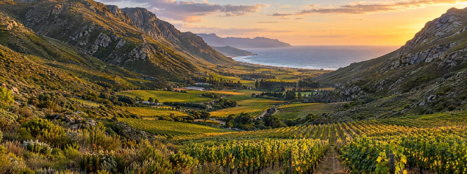 Vineyards filling the Hemel-en-Aarde valley in Walker Bay, between fynbos mountains, the ocean beyond