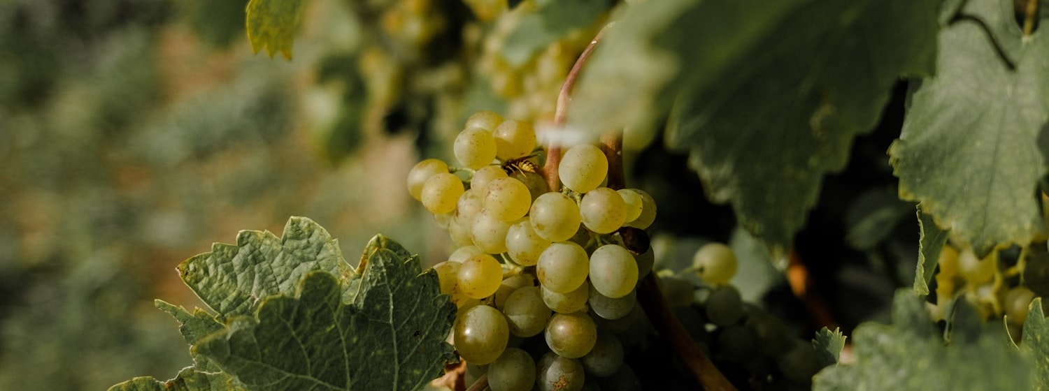 Green grapes ripening on the vine