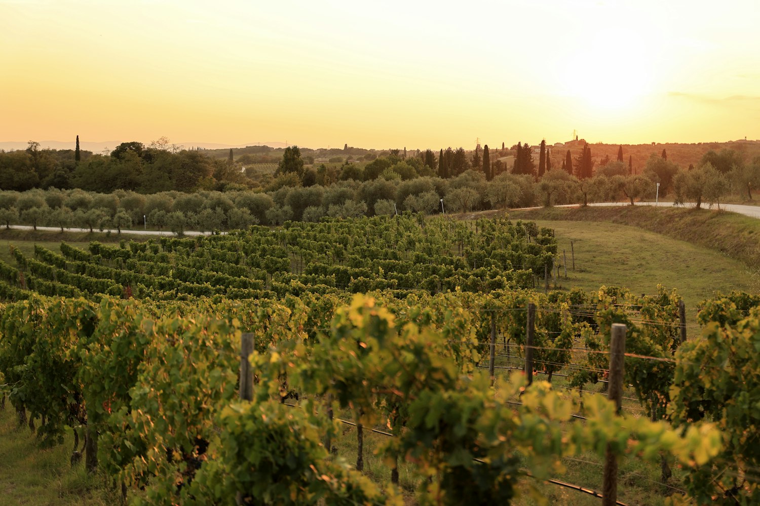 A vineyard at golden hour