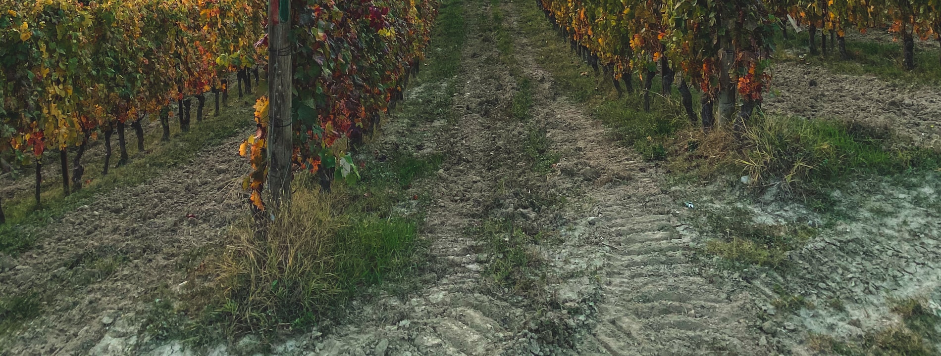 Vineyard rows across rolling Tuscan hills
