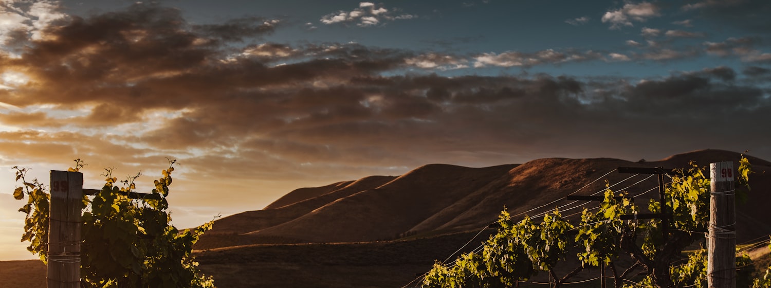 Vineyard rows at sunset